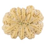 11 Mukhi Rudraksha 38.7mm 12.75gm - Rudraksha back