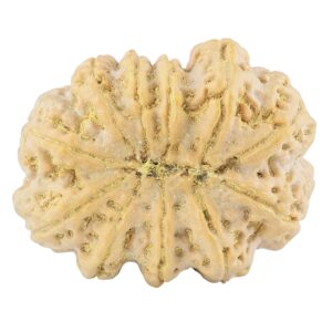 11 Mukhi Rudraksha 38.7mm 12.75gm - Rudraksha back