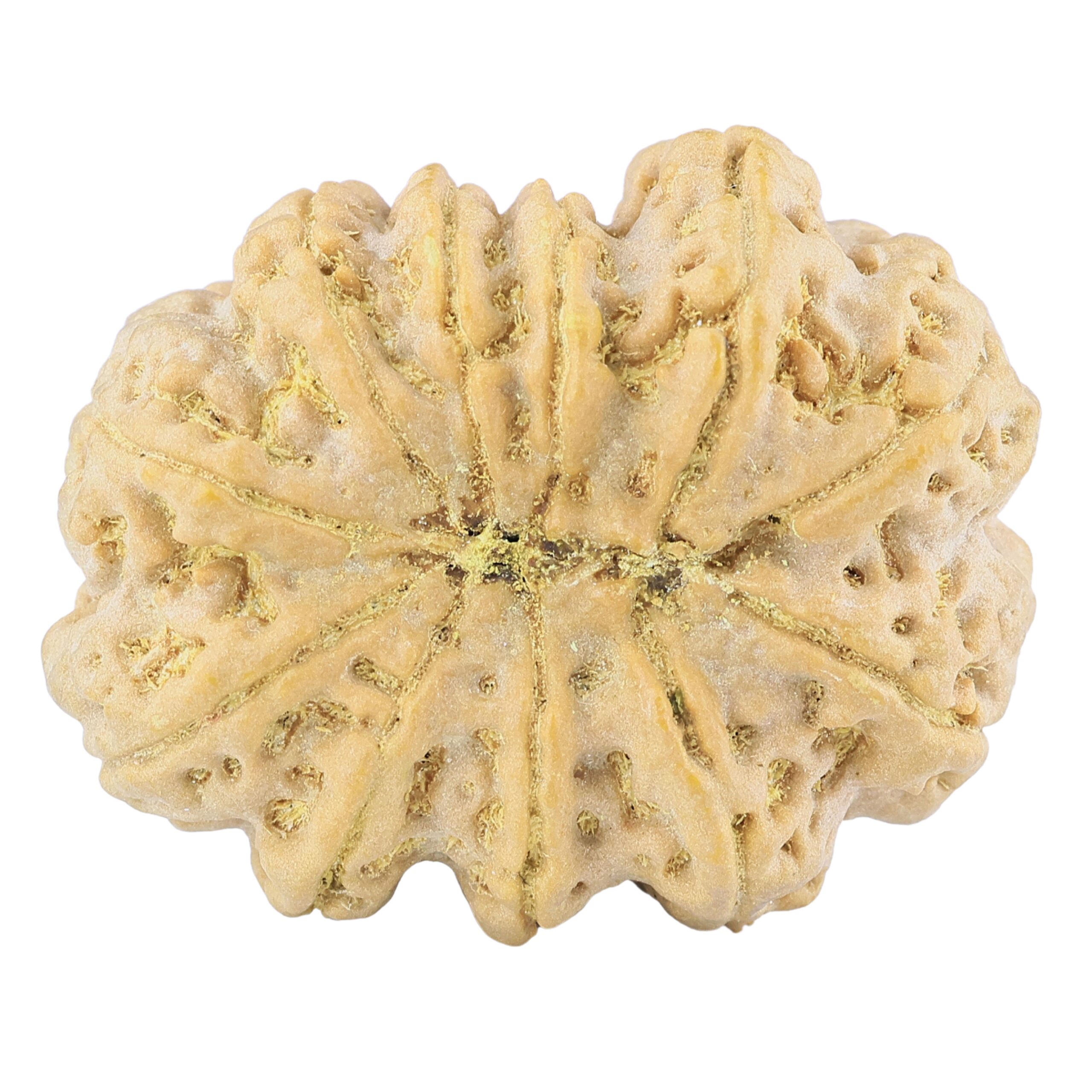 11 Mukhi Rudraksha 38.7mm 12.75gm - Rudraksha back