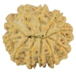 11 Mukhi Rudraksha 21.4mm 3gm - Rudraksha back