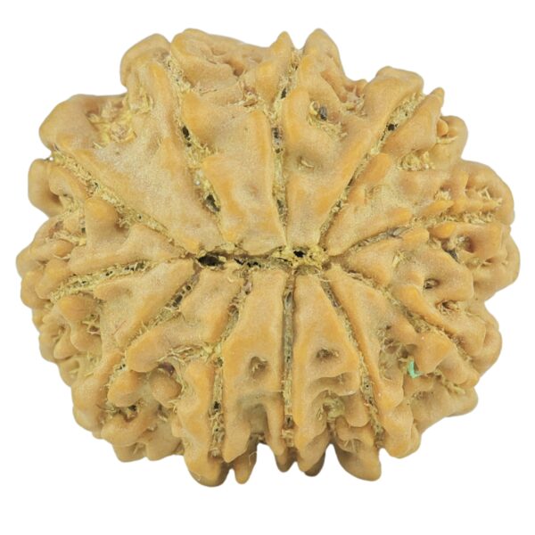 11 Mukhi Rudraksha 21.4mm 3gm - Rudraksha back