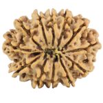12 Mukhi Rudraksha 25.5mm 3.74gm - Rudraksha back