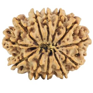 12 Mukhi Rudraksha 25.5mm 3.74gm - Rudraksha back