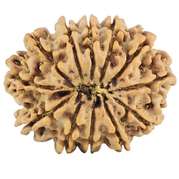 12 Mukhi Rudraksha 25.5mm 3.74gm - Rudraksha back