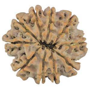 10 Mukhi Rudraksha 27.2mm 5.6gm - Rudraksha back