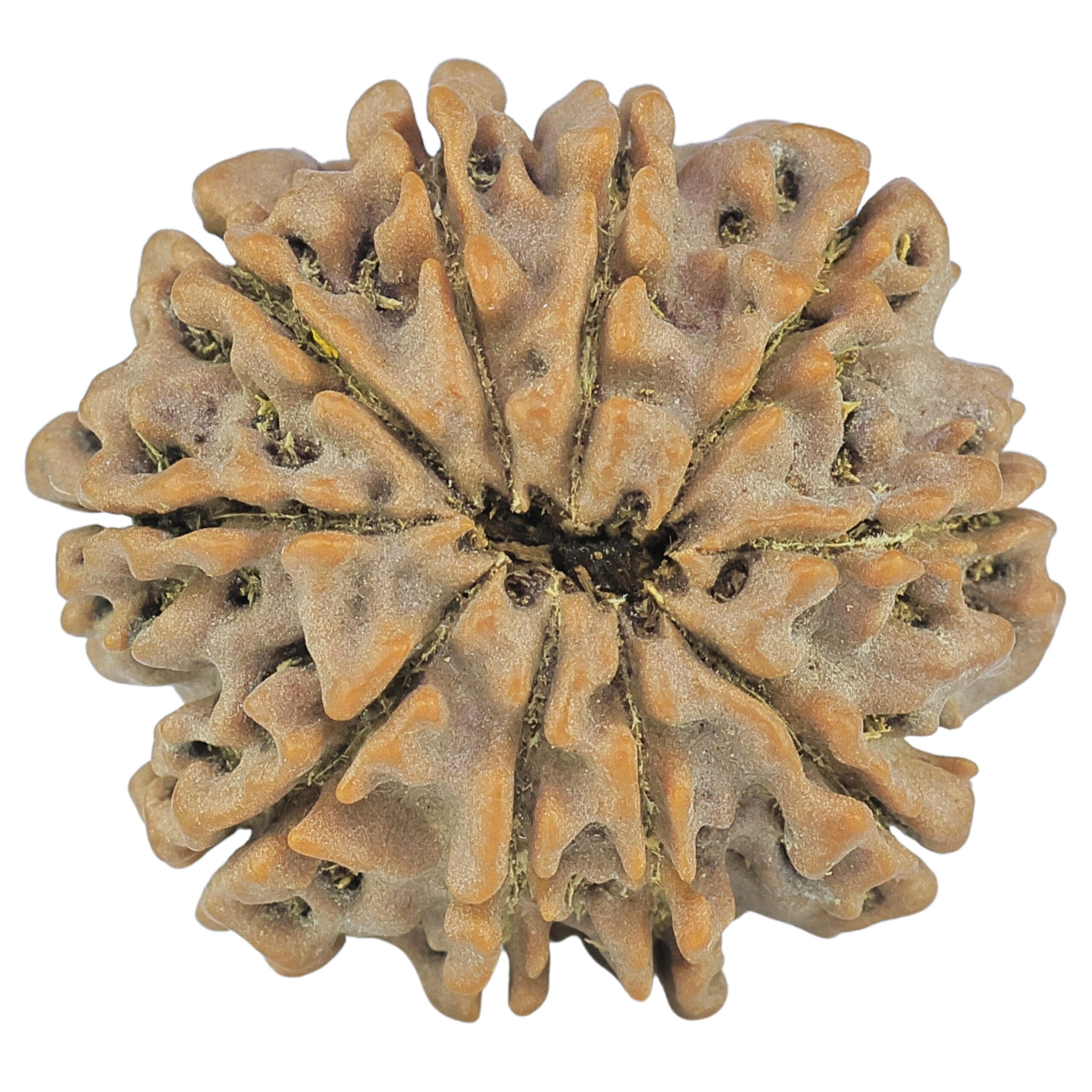 10 Mukhi Rudraksha 27.2mm 5.6gm - Rudraksha back