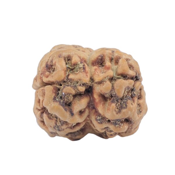 2 Mukhi Rudraksha 23.8mm 2.79gm - Rudraksha back