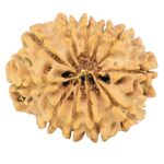 11 Mukhi Rudraksha 25.4mm 3.49gm - Rudraksha back