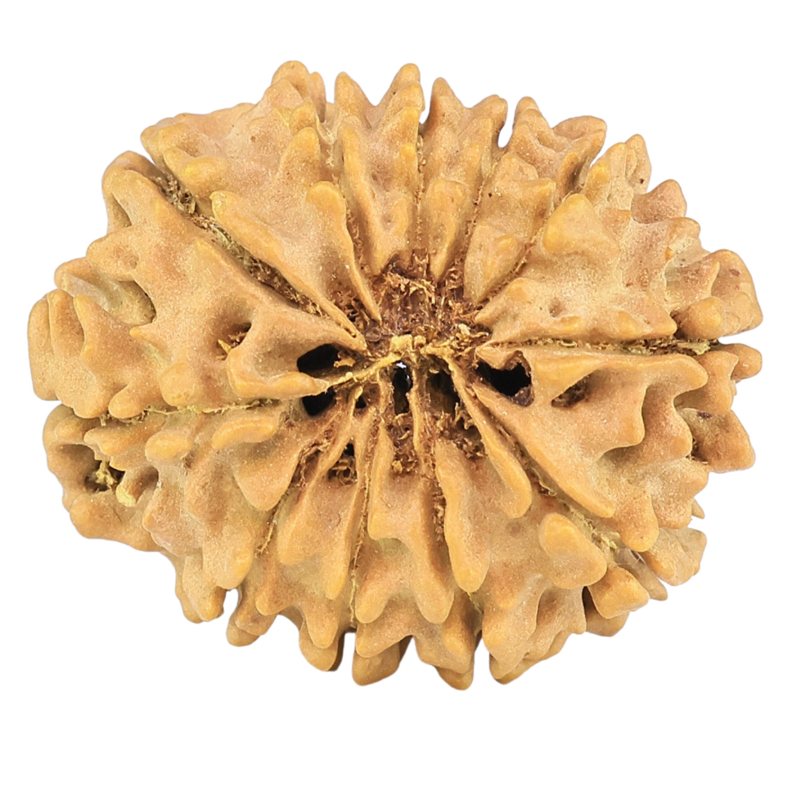 11 Mukhi Rudraksha 25.4mm 3.49gm - Rudraksha back