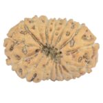 16 Mukhi Rudraksha 18.8mm 1.18gm - Rudraksha back