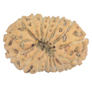 16 Mukhi Rudraksha 18.8mm 1.18gm - Rudraksha back