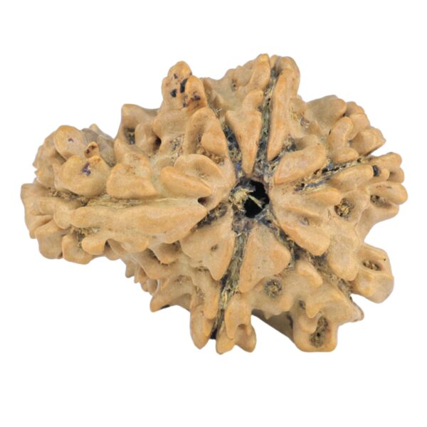 Sawar/Ganesh (6+1) 23.2mm 2.36gm - Rudraksha back