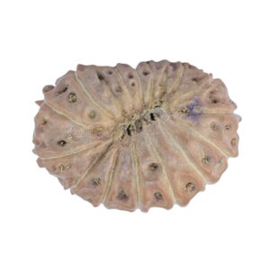 15 Mukhi Rudraksha 19.8mm 1.64gm - Rudraksha back