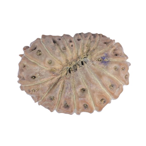 15 Mukhi Rudraksha 19.8mm 1.64gm - Rudraksha back