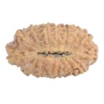 16 Mukhi Rudraksha 14.2mm 0.39gm - Rudraksha back
