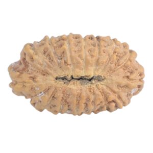16 Mukhi Rudraksha 14.2mm 0.39gm - Rudraksha back
