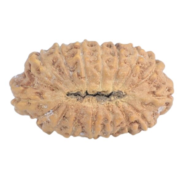 16 Mukhi Rudraksha 14.2mm 0.39gm - Rudraksha back