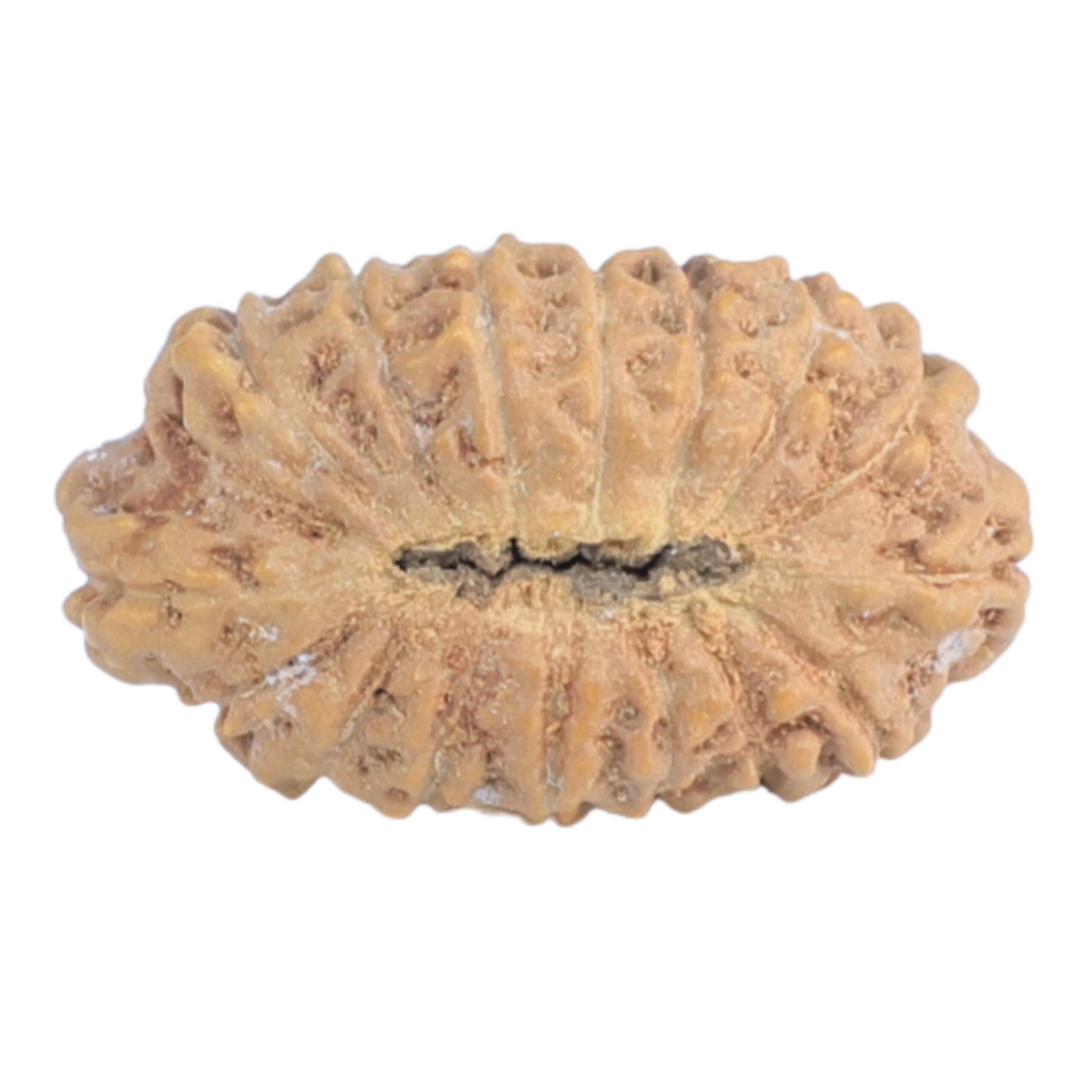 16 Mukhi Rudraksha 14.2mm 0.39gm - Rudraksha back