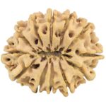 12 Mukhi Rudraksha 33.1mm 6.64gm - Rudraksha back