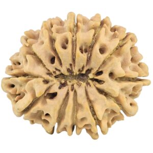 12 Mukhi Rudraksha 33.1mm 6.64gm - Rudraksha back