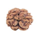 2 Mukhi Rudraksha 14.4mm 1.1gm - Rudraksha back