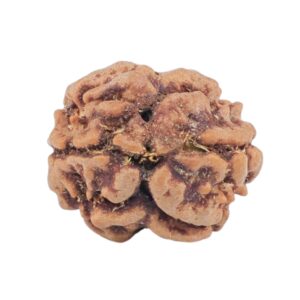 2 Mukhi Rudraksha 14.4mm 1.1gm - Rudraksha back