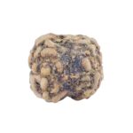 2 Mukhi Rudraksha 22.3mm 1.81gm - Rudraksha back