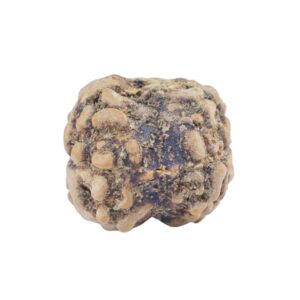2 Mukhi Rudraksha 22.3mm 1.81gm - Rudraksha back