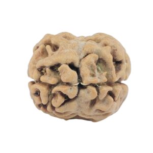 2 Mukhi Rudraksha 19mm 1.19gm - Rudraksha back