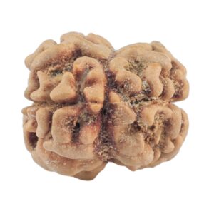 2 Mukhi Rudraksha 20.6mm 1.84gm - Rudraksha back