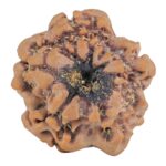 1MK(Underdeveloped) 22.1mm 3.44gm - Rudraksha back