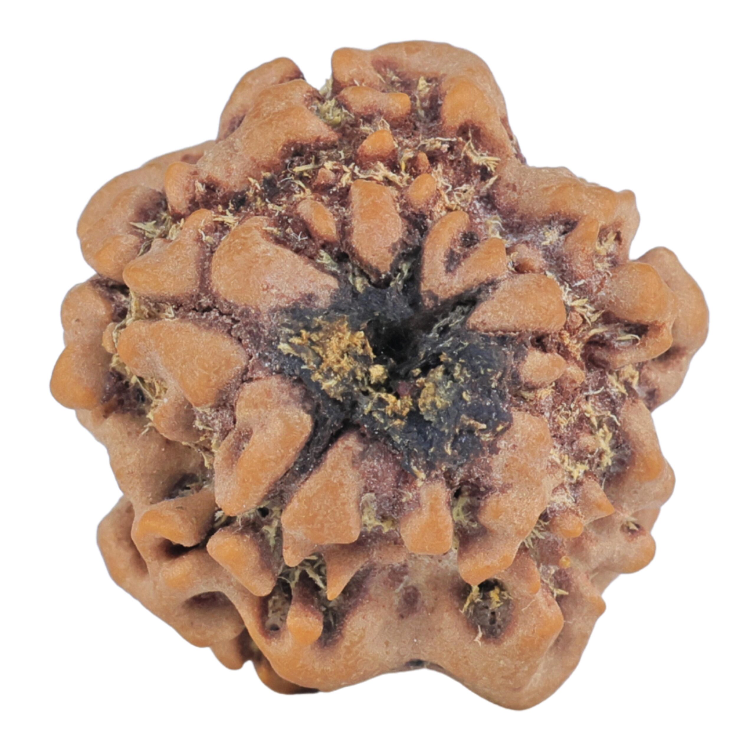 1MK(Underdeveloped) 22.1mm 3.44gm - Rudraksha back