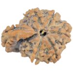 Sawar/Ganesh (6+1) 25.6mm 3.43gm - Rudraksha back