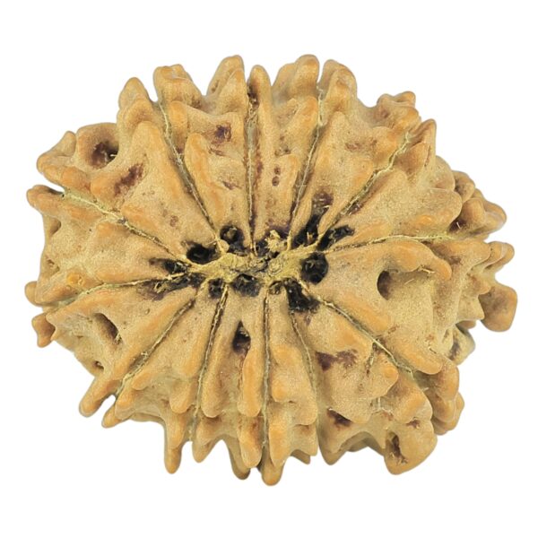 12 Mukhi Rudraksha 22mm 2.3gm - Rudraksha back