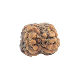 2 Mukhi Rudraksha 19mm 1.26gm - Rudraksha back