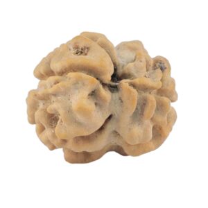 2 Mukhi Rudraksha 18.5mm 1.44gm - Rudraksha back