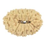 16 Mukhi Rudraksha 19.6mm 0.94gm - Rudraksha back