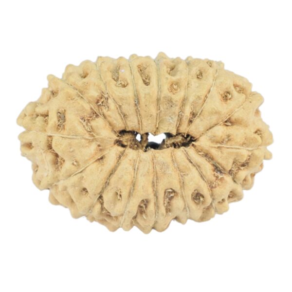 16 Mukhi Rudraksha 19.6mm 0.94gm - Rudraksha back