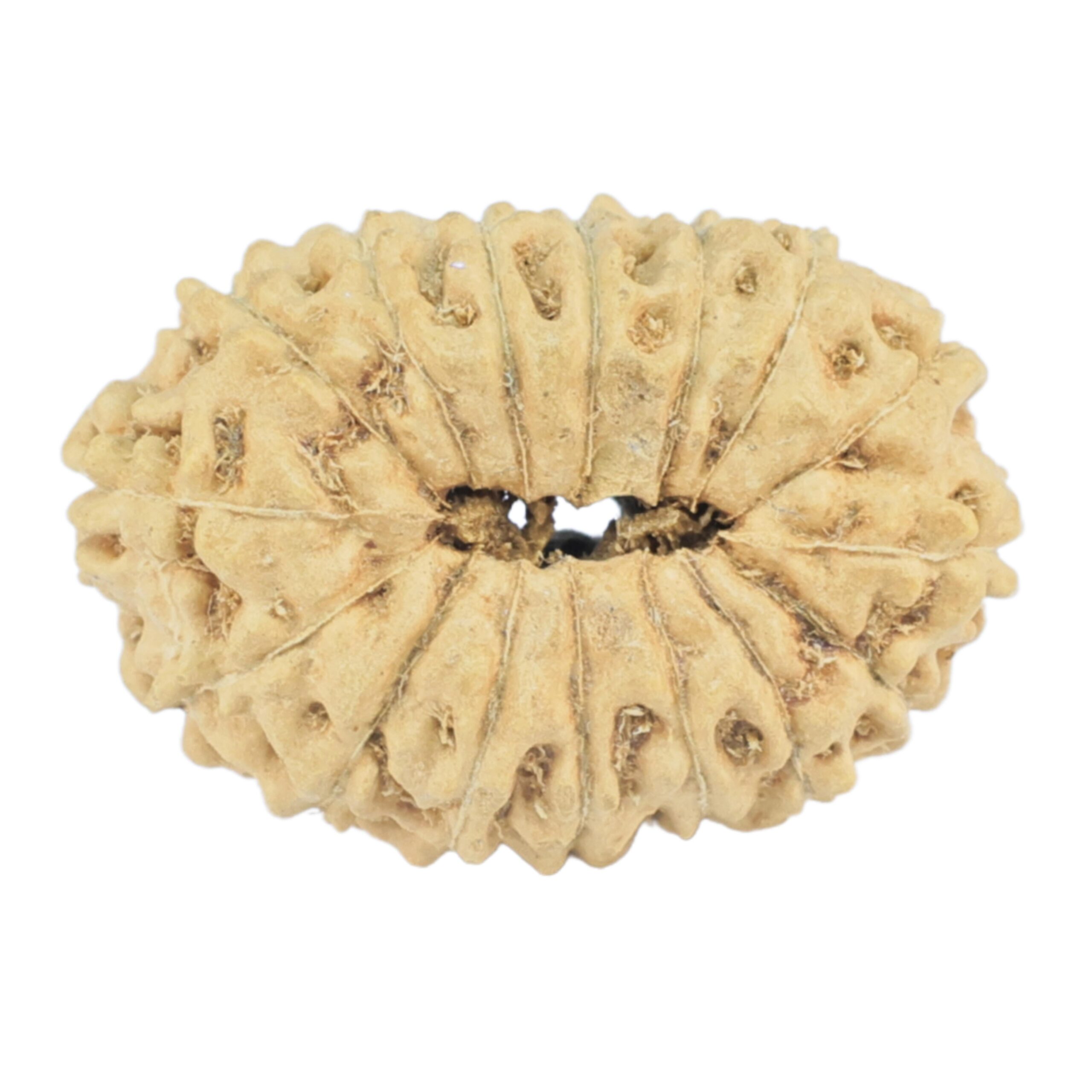 16 Mukhi Rudraksha 19.6mm 0.94gm - Rudraksha back