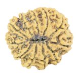 11 Mukhi Rudraksha 27.8mm 5.4gm - Rudraksha back
