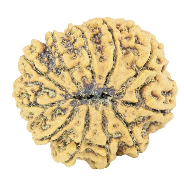 11 Mukhi Rudraksha 27.8mm 5.4gm - Rudraksha back