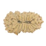 21 Mukhi Rudraksha 23.1mm 2gm - Rudraksha back