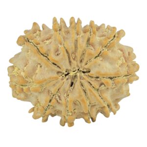 11 Mukhi Rudraksha 24.2mm 3.33gm - Rudraksha back