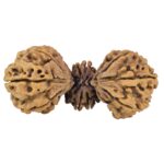 15 Mukhi Trijuti 54.5mm 12.31gm - Rudraksha back