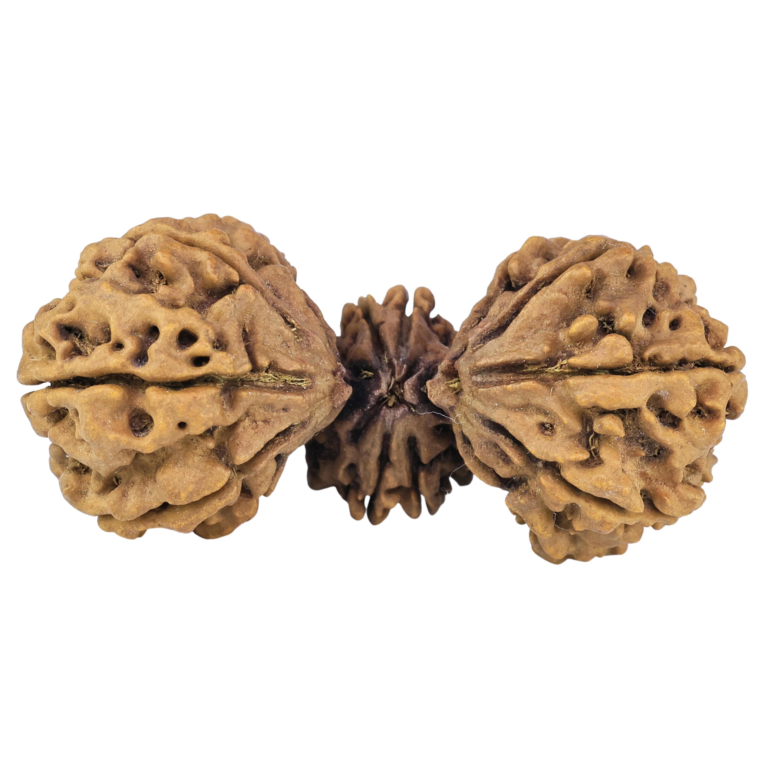 15 Mukhi Trijuti 54.5mm 12.31gm - Rudraksha back