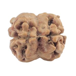 2 Mukhi Rudraksha 21.3mm 1.43gm - Rudraksha back