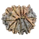 12 Mukhi Ganesh 25.5mm 3.73gm - Rudraksha back