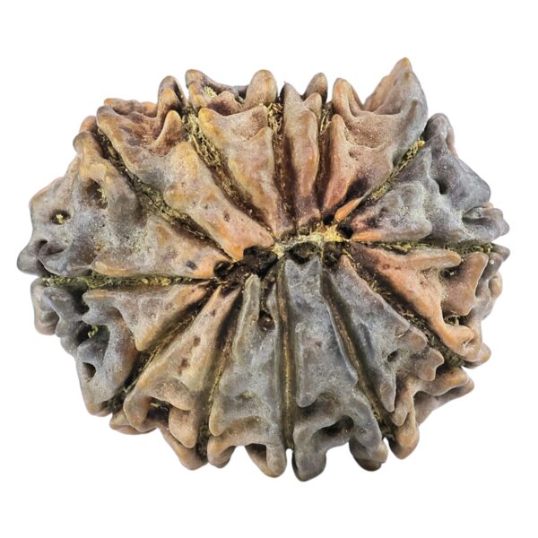 12 Mukhi Ganesh 25.5mm 3.73gm - Rudraksha back