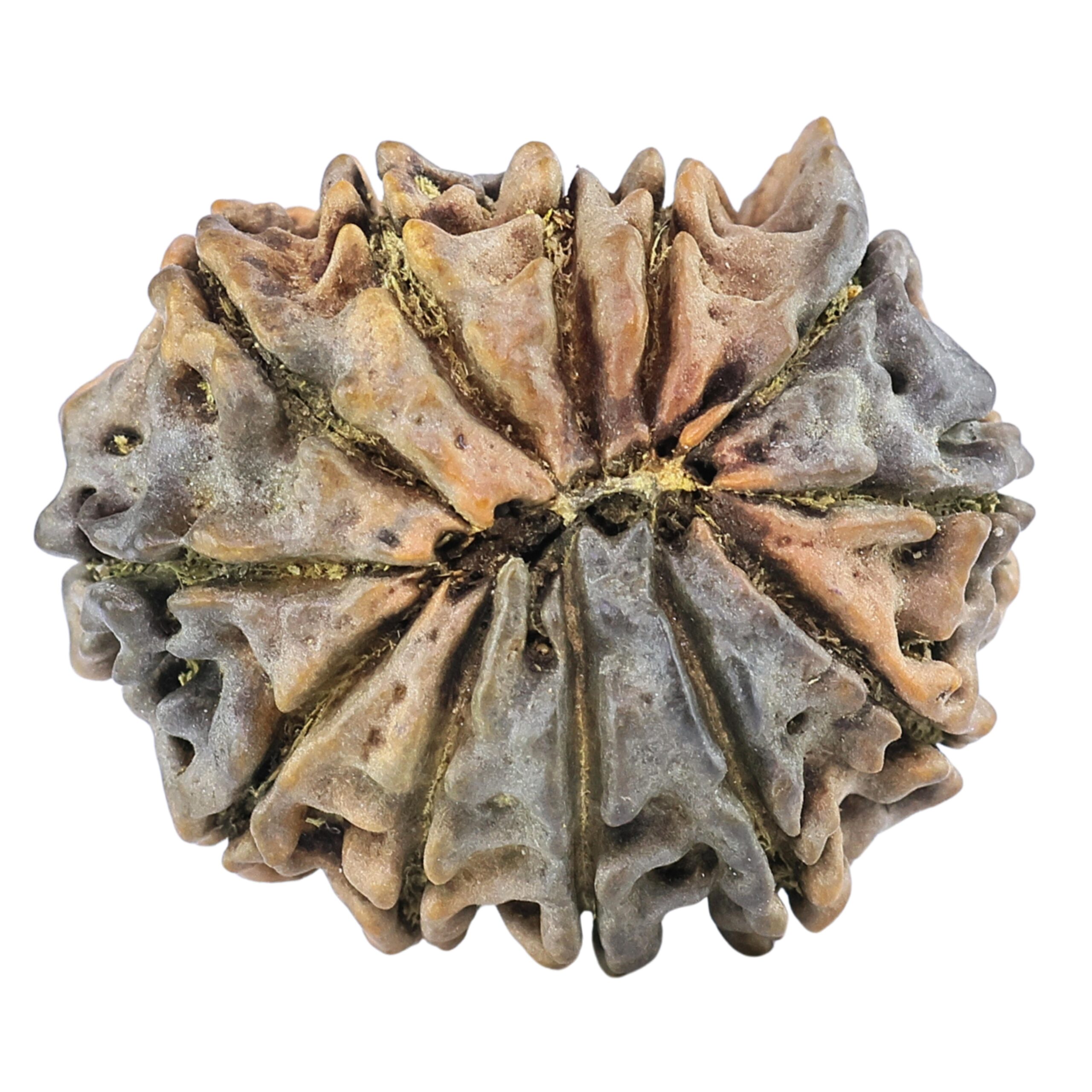 12 Mukhi Ganesh 25.5mm 3.73gm - Rudraksha back