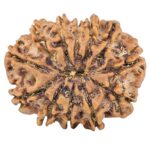 12 Mukhi Rudraksha 26.6mm 4.48gm - Rudraksha back
